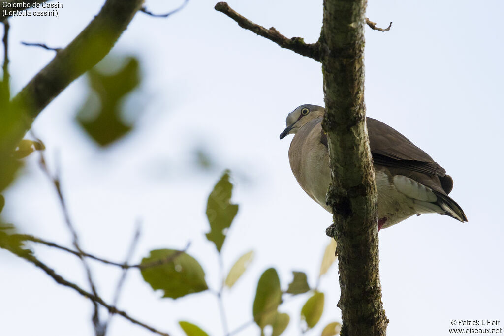 Grey-chested Dove