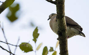 Grey-chested Dove