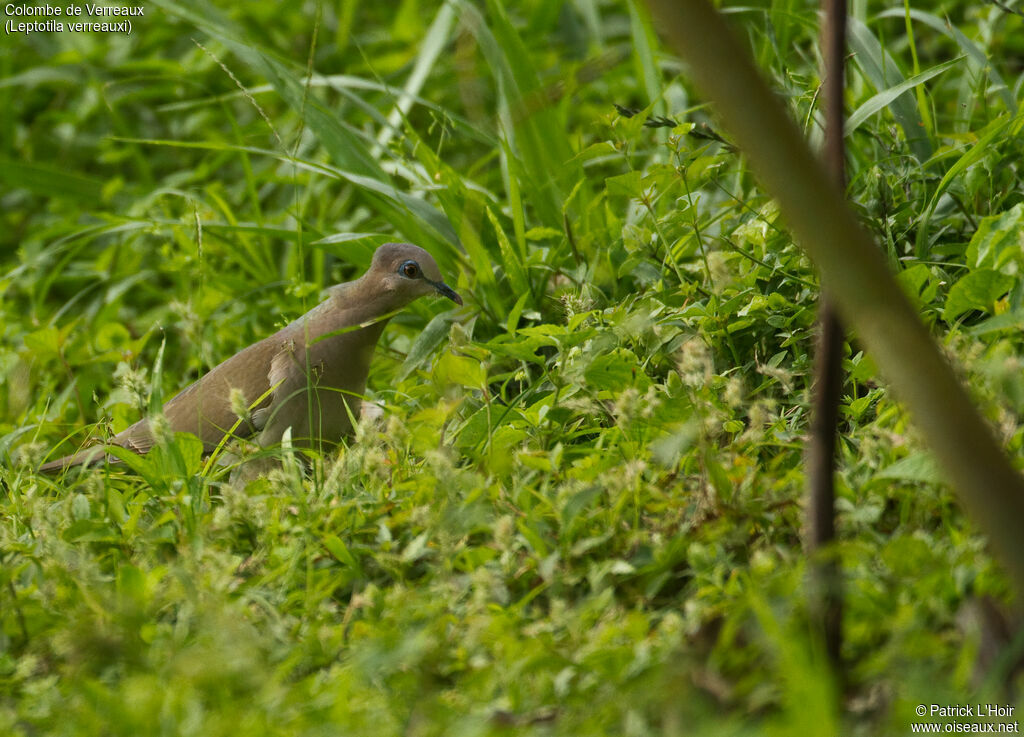 White-tipped Doveadult