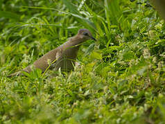 White-tipped Dove