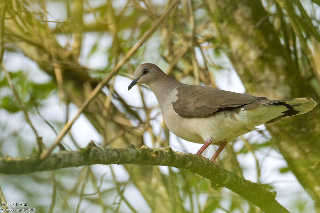 White-tipped Doveadult, habitat, pigmentation