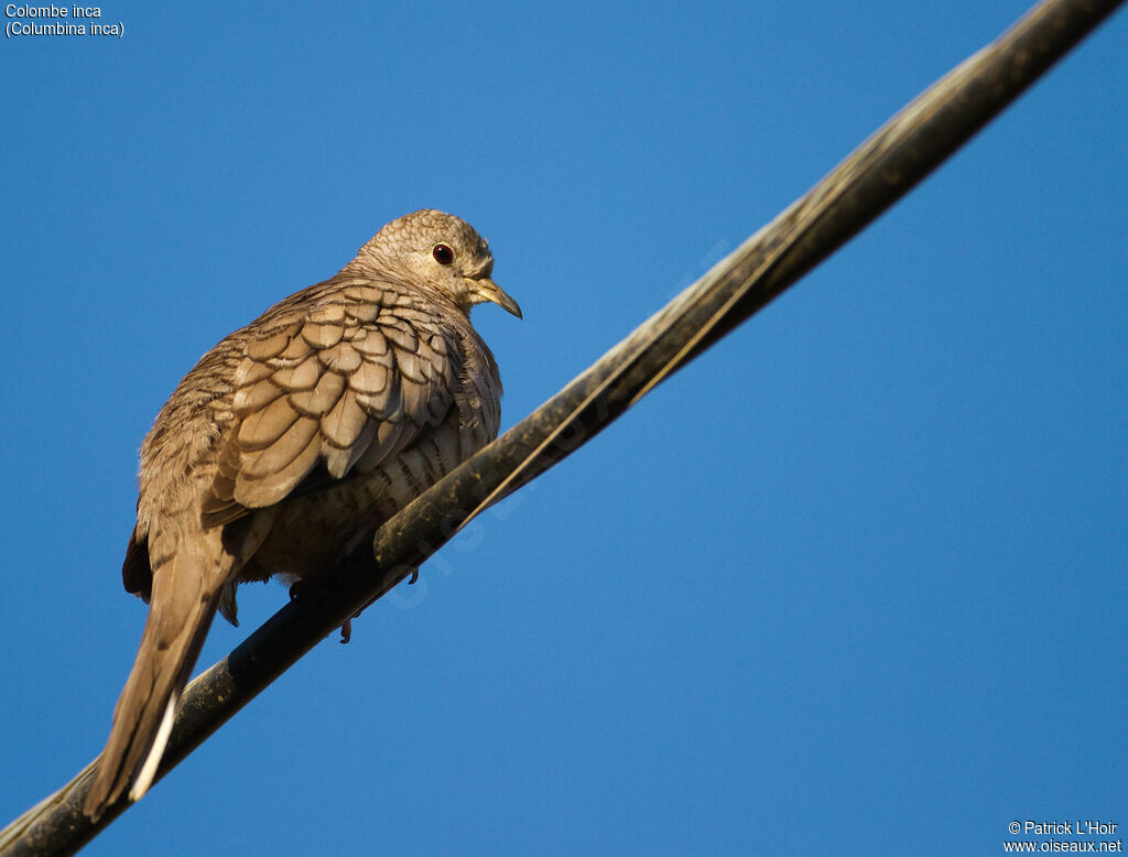 Inca Doveadult