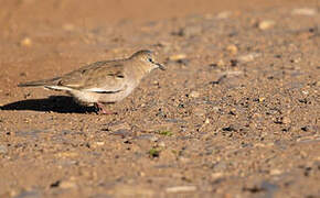 Picui Ground Dove