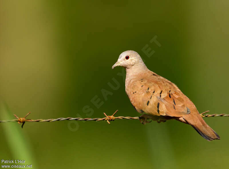 Ruddy Ground Dove male adult, identification