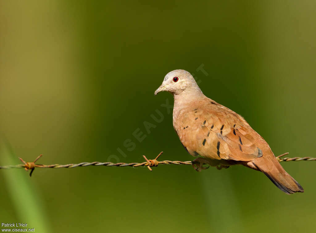 Ruddy Ground Dove male adult, identification