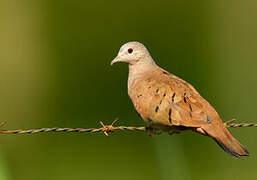 Ruddy Ground Dove