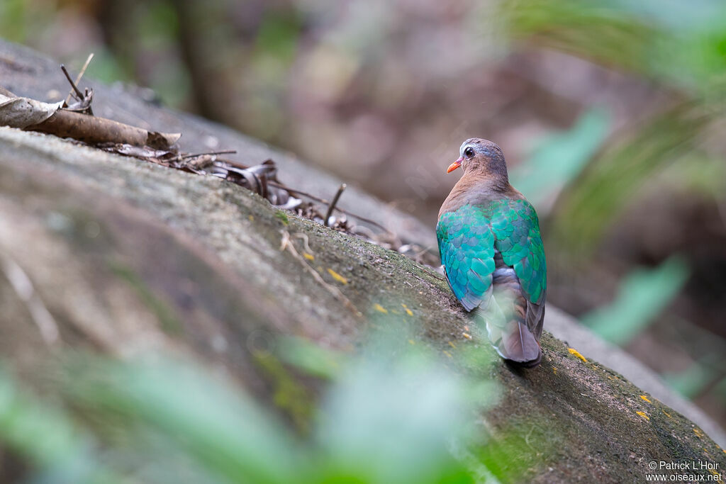 Common Emerald Doveadult