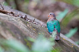 Common Emerald Dove