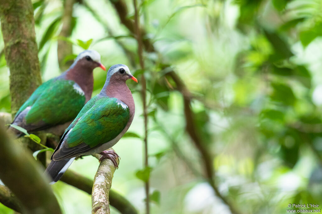 Common Emerald Doveadult