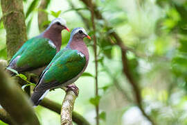 Common Emerald Dove