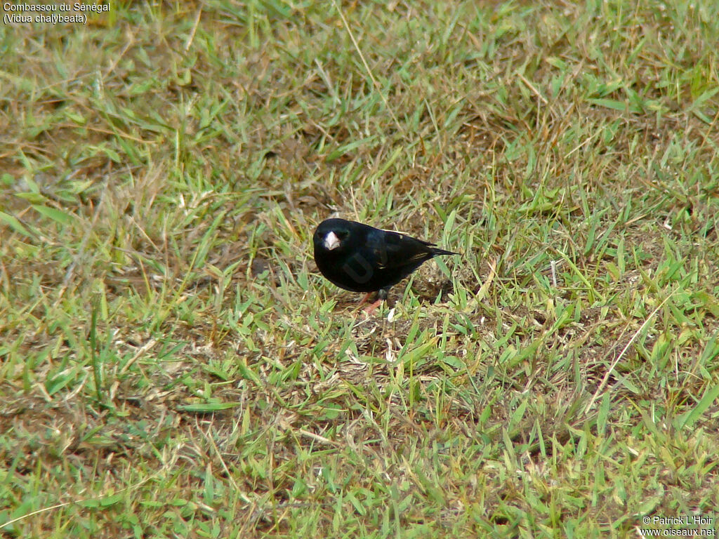 Village Indigobird