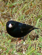 Village Indigobird