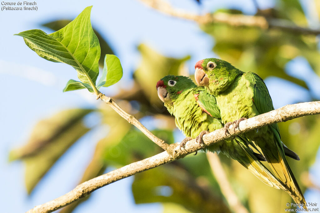 Conure de Finschadulte