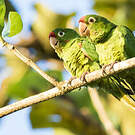 Conure de Finsch