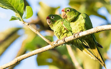 Conure de Finsch