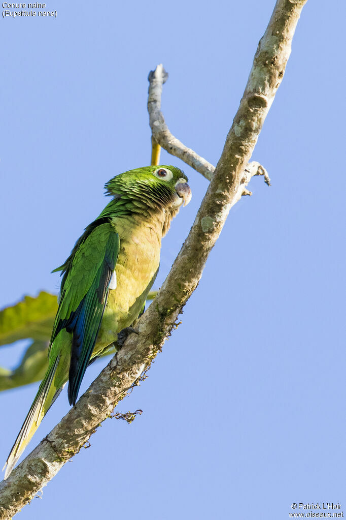 Conure naine