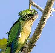 Olive-throated Parakeet