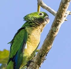 Conure naine