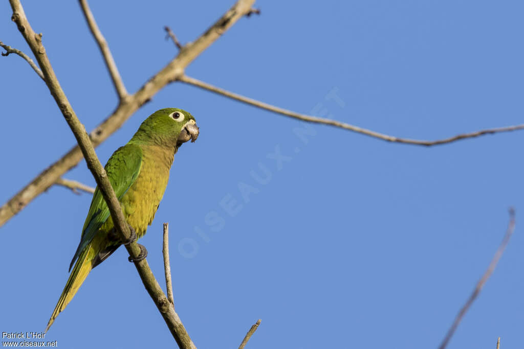 Conure naineadulte, identification