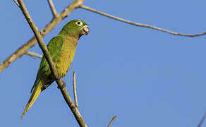 Olive-throated Parakeet