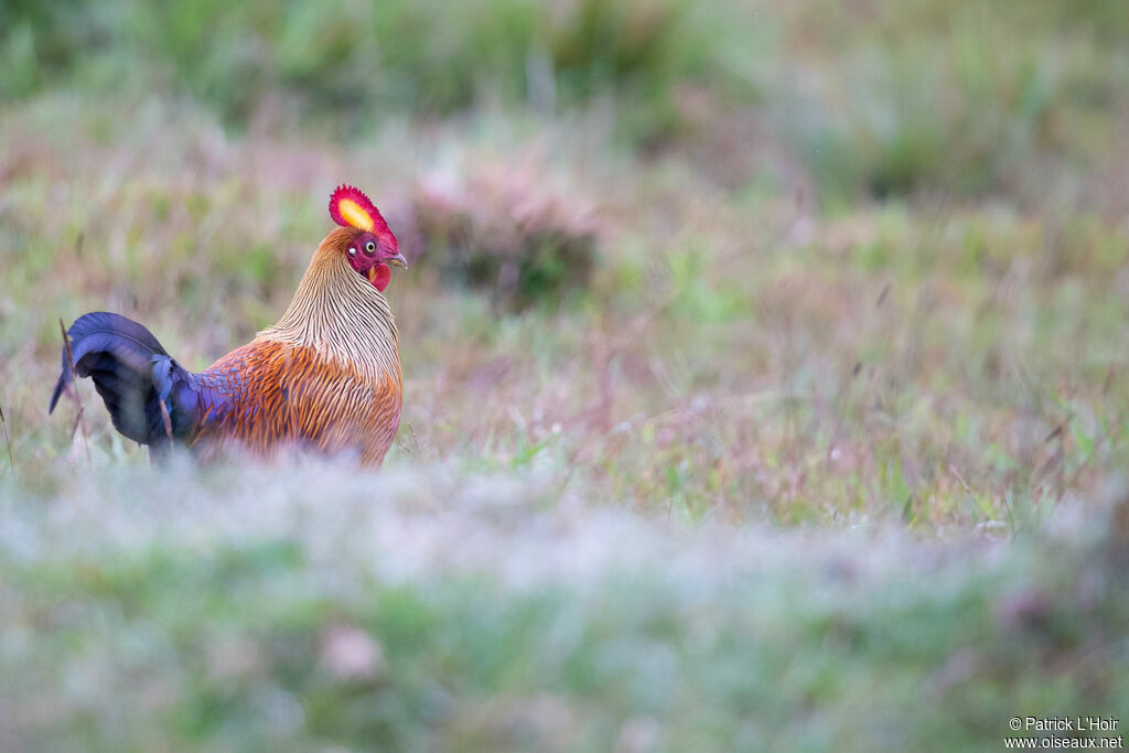 Sri Lanka Junglefowl male adult