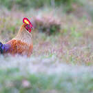 Coq de Lafayette