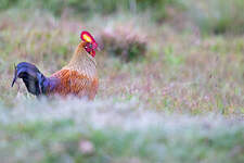 Coq de Lafayette