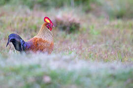 Sri Lanka Junglefowl