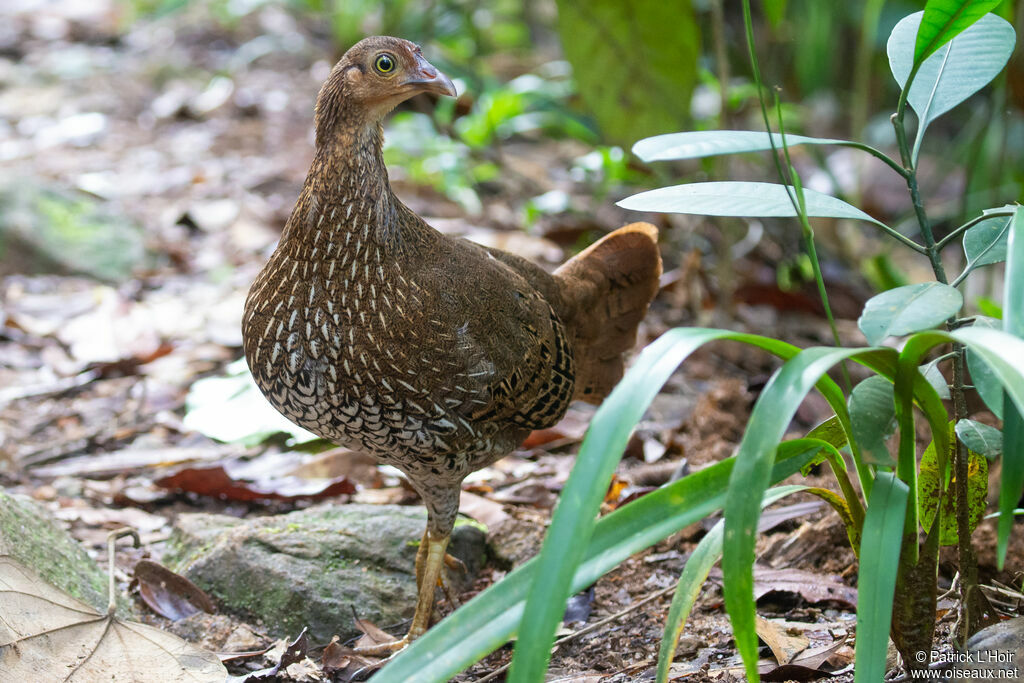 Coq de Lafayette femelle adulte