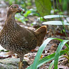 Coq de Lafayette
