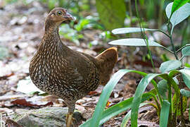 Sri Lanka Junglefowl