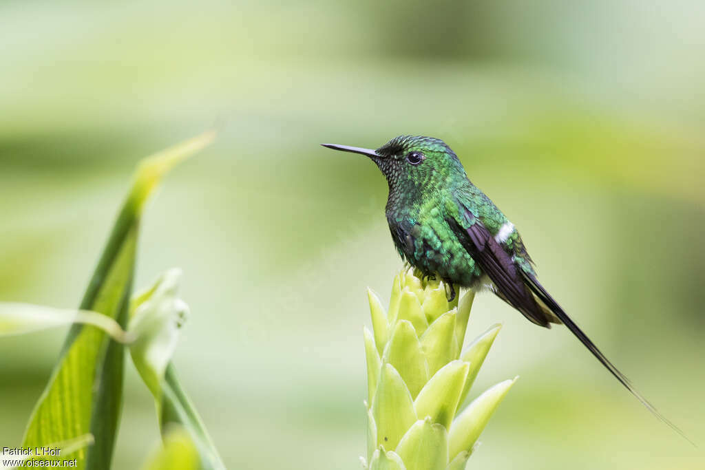 Green Thorntail male adult, identification