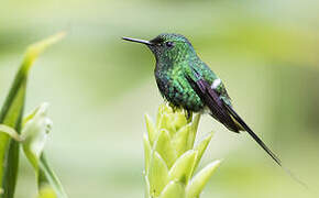 Green Thorntail