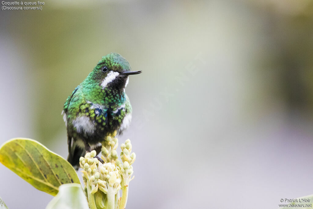 Green Thorntail female adult