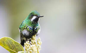 Green Thorntail