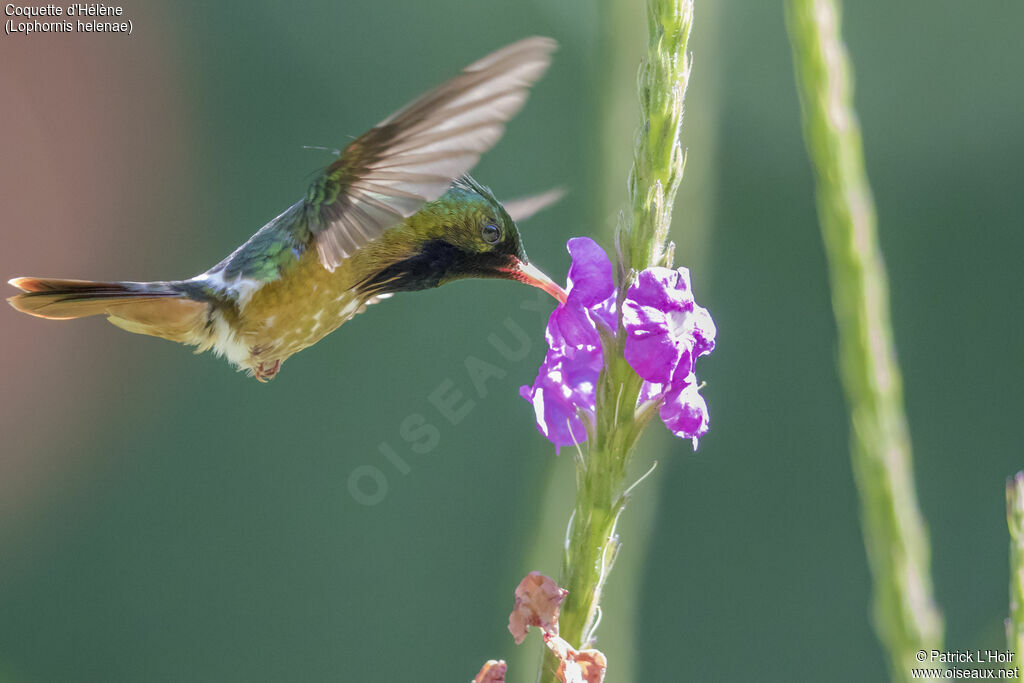 Black-crested Coquette male adult