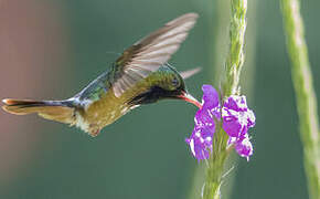 Black-crested Coquette