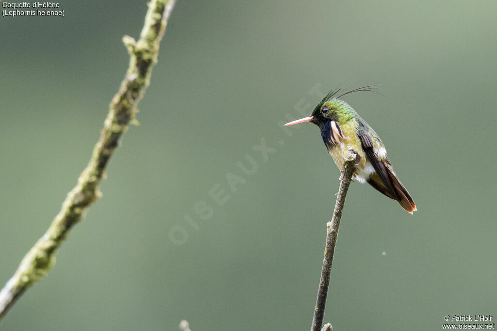 Black-crested Coquette male adult