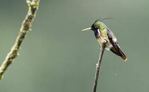 Black-crested Coquette