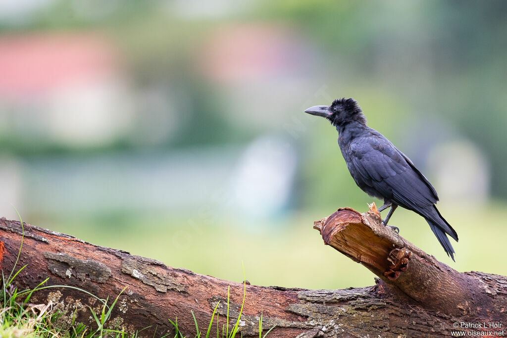 Large-billed Crowadult