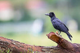 Large-billed Crow