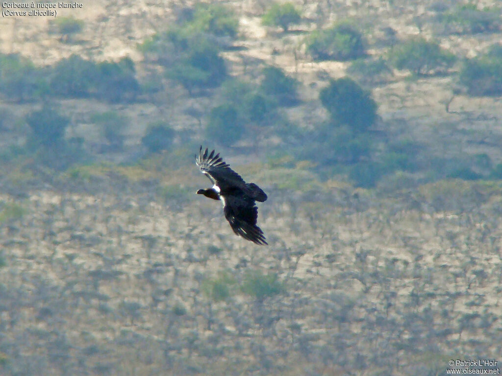 White-necked Raven