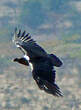 Corbeau à nuque blanche