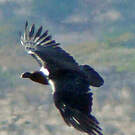 Corbeau à nuque blanche
