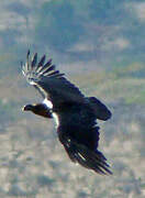 White-necked Raven