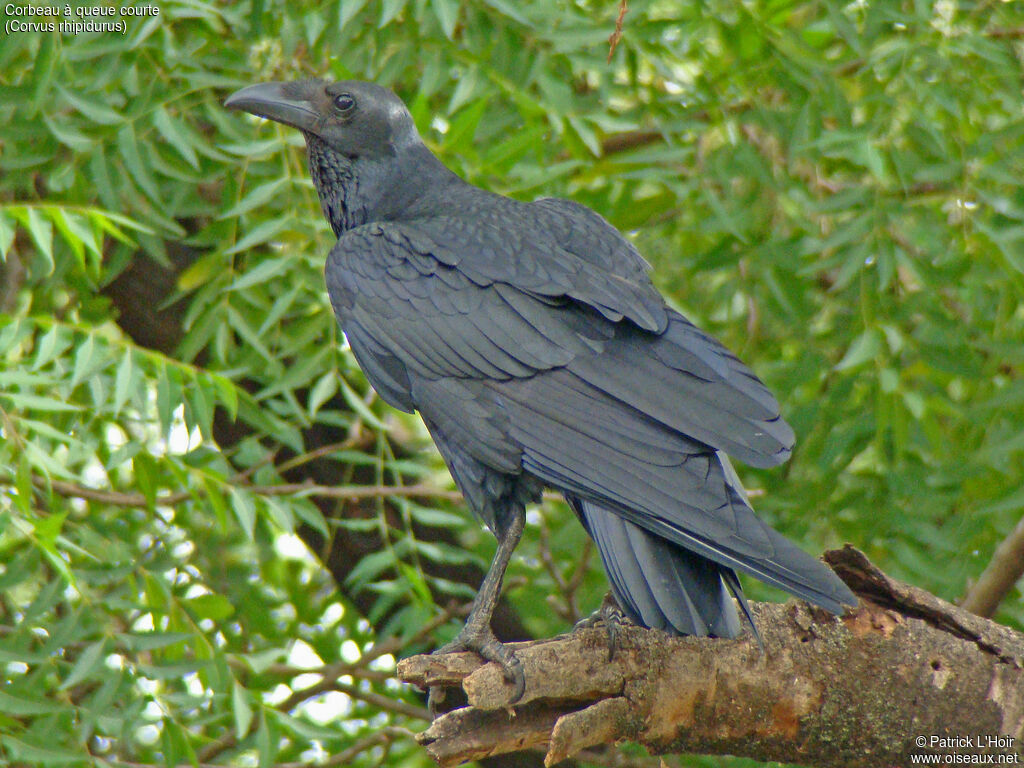 Fan-tailed Raven