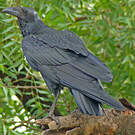 Corbeau à queue courte