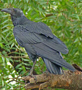 Fan-tailed Raven