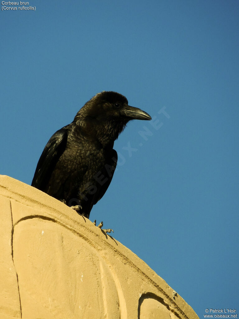 Brown-necked Ravenadult