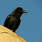 Corbeau brun